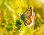 Vita e Biologia